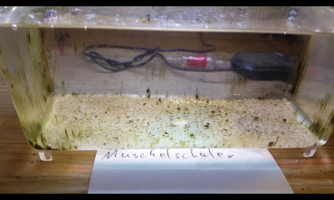 Muschelschaler Clam Shrimp  ( Lynceus brachyurus )